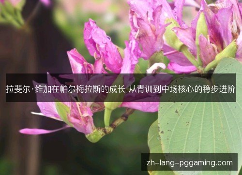 拉斐尔·维加在帕尔梅拉斯的成长 从青训到中场核心的稳步进阶
